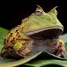 WideFrog