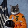 Beetlecat